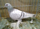 27952a unicolor turingia