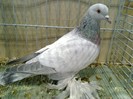 27959b unicolor turingia