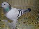 27978a unicolor turingia
