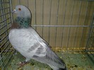 27980a unicolor turingia