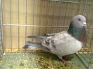 27980b unicolor turingia