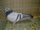 27983a unicolor turingia