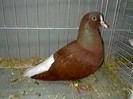 28062a codalb turingia