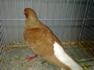 28080a codalb turingia