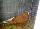 28087a codalb turingia