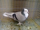 28230a piept alb turingia