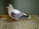 28459a randunica turingia