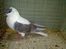 28469a randunica turingia