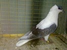 28469b randunica turingia