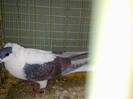 28469c randunica turingia