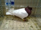 29322a piept colorat turingia