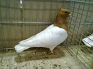 29328a piept colorat turingia