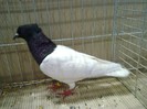 29336a piept colorat turingia