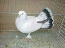 32383a selciuk