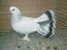 32443a selciuk