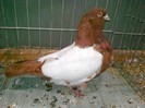 33286a pescarus chinez
