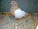 33299a pescarus chinez