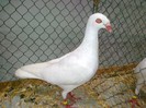 34576a j danez