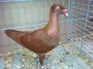 34633a j danez