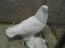 35485a j vechi olandez