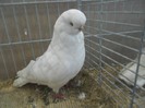 36432b eng long face