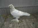 39333b j cotofana markish