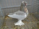 39335a j cotofana markish