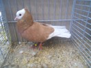 39747b rhein ringslager