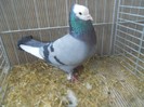 39778a rhein ringslager