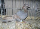 41475b anatolische ringslager