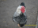 SAM_0872