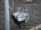 SAM_0881
