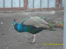 SAM_0884