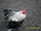 SAM_0895