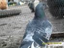 SAM_0929