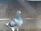 SAM_0931