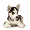 husky