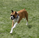 1254020473_boxer