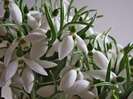 dragostea-adevarata-este-o-limba-pe-care-surzii-o-pot-auzi-si-orbii-o-pot-vedea_464368351e33b3