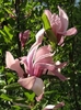 magnolie_df000eb03fe9d9