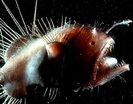 anglerfish-peste-ciudat