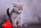images (27)