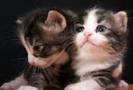 images (32)