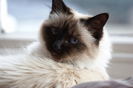 poze-pisici-birmaneze-4