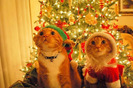 merry_christmas