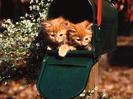 Animale de Apartament Cats Wallpapers Poze Pisici Pisicute Nebunatice