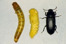 evolutie meal worms