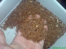 meal worms 4