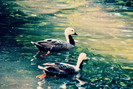 ducklins_by_snowflake20-d4io80z