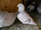 DSCN1318